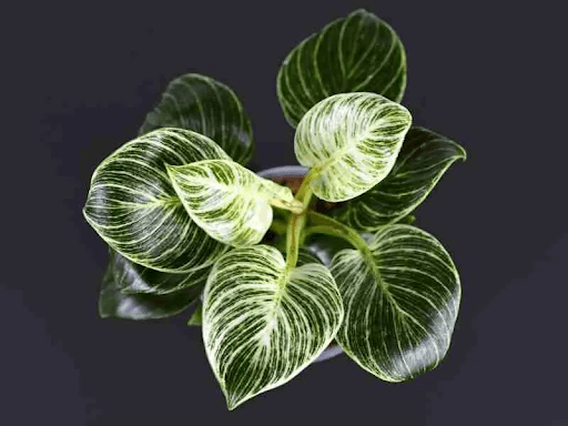 Philodendron Birkin Bliss: How to Showcase This Unique Indoor Plant on Your Stand