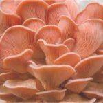 What Are the Ideal Growing Conditions for Pink Oyster Mushrooms?