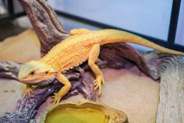 Snake Tank Mastery: Choosing the Ideal Enclosure for Your Pet