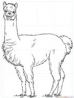 Draw an Alpaca – Bit by bit Instructional exercise