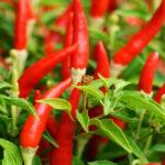 Deliciously Gluten-Free: Discovering the Best Sauce Options in the UK