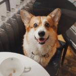 Furry Friendly Eateries: Popular Dog and Cat Cafes in the UK