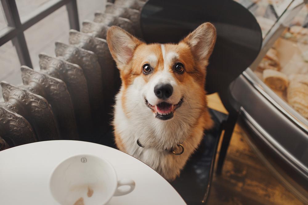 Furry Friendly Eateries: Popular Dog and Cat Cafes in the UK