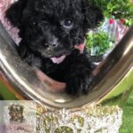 Reasons to Look for Shih Tzu Puppies in Colorado