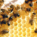 What Makes Hawaiian Honey a Healthy Alternative to Refined Sugars?