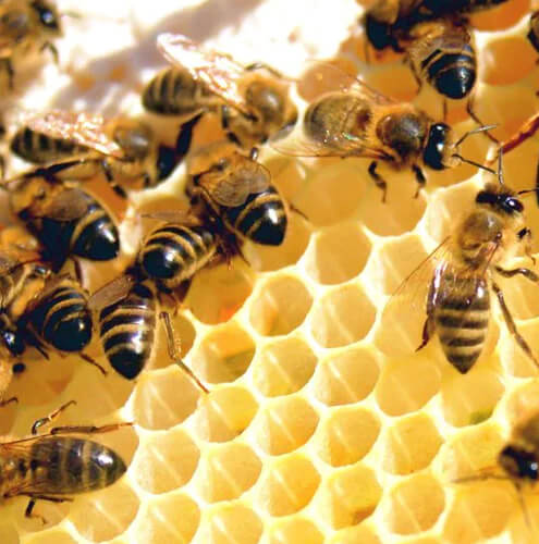 What Makes Hawaiian Honey a Healthy Alternative to Refined Sugars?