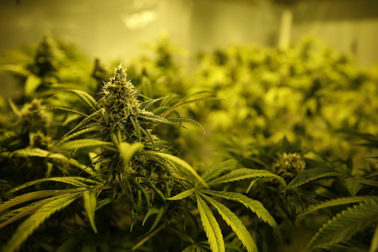 Convenience at Your Doorstep: Exploring the World of Waterloo Weed Delivery