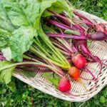 Beetroot Farming Guide – Steps For Planting And Harvesting