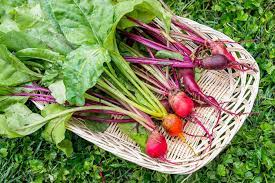 Beetroot Farming Guide – Steps For Planting And Harvesting